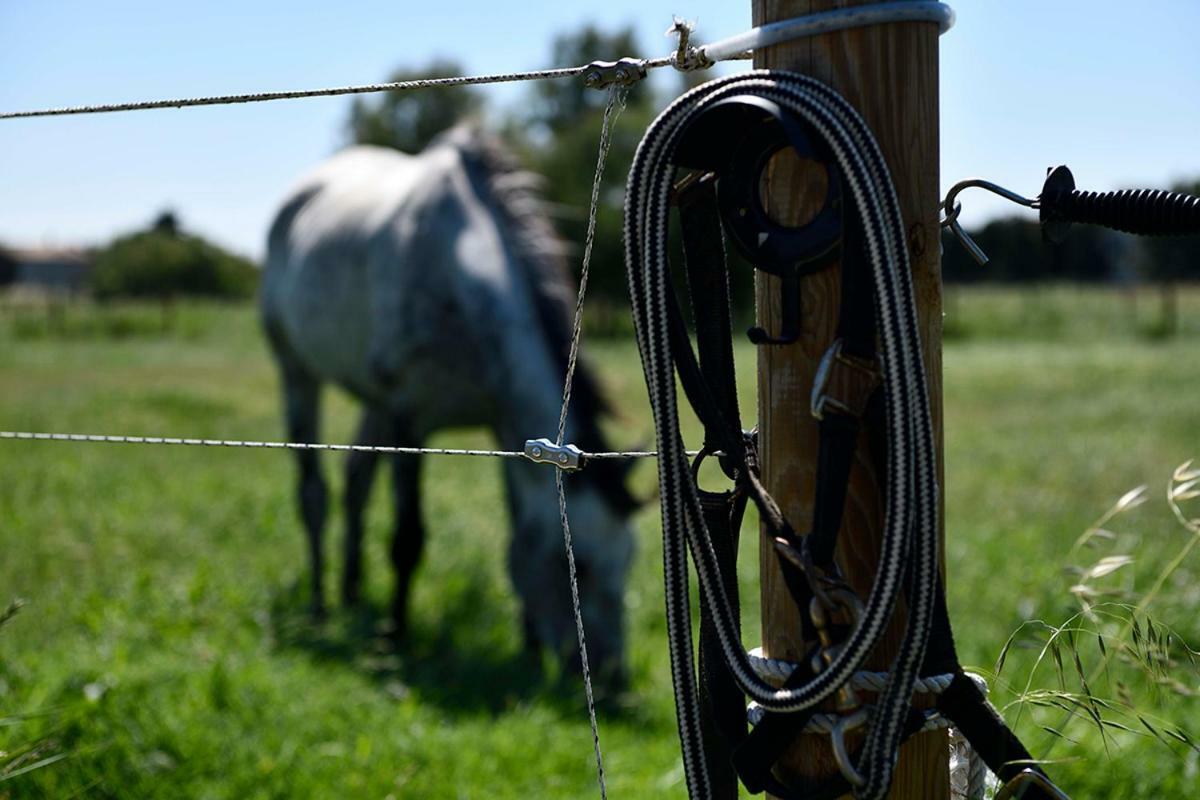 Mas Trinita Gite Equestre En Camargue Arles Exterior photo